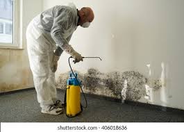 Best Mold Damage Restoration  in Gulfport, FL